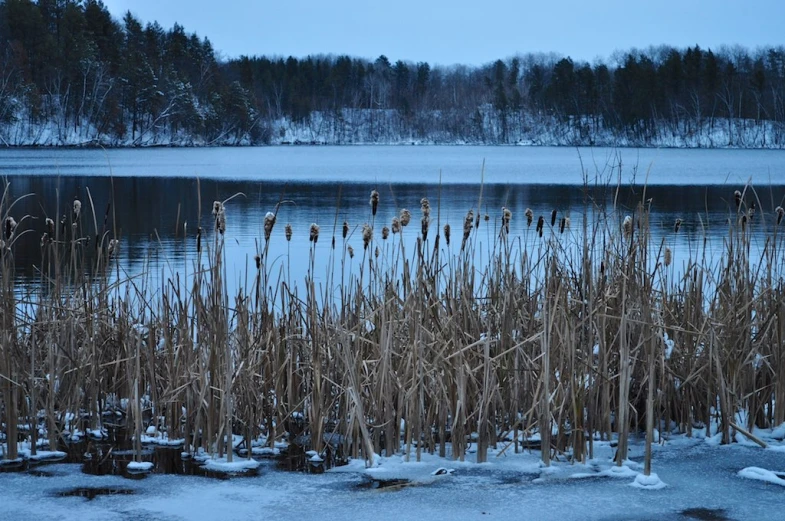 there is a tree in the foreground of this lake