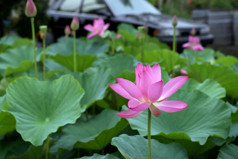 a group of pink lotuses standing in the middle of a field