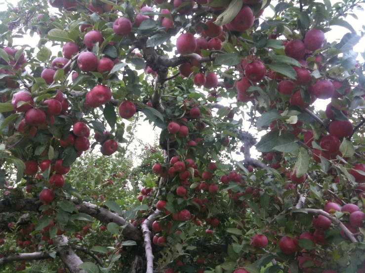 the trees are full of fruit and are ready to be picked