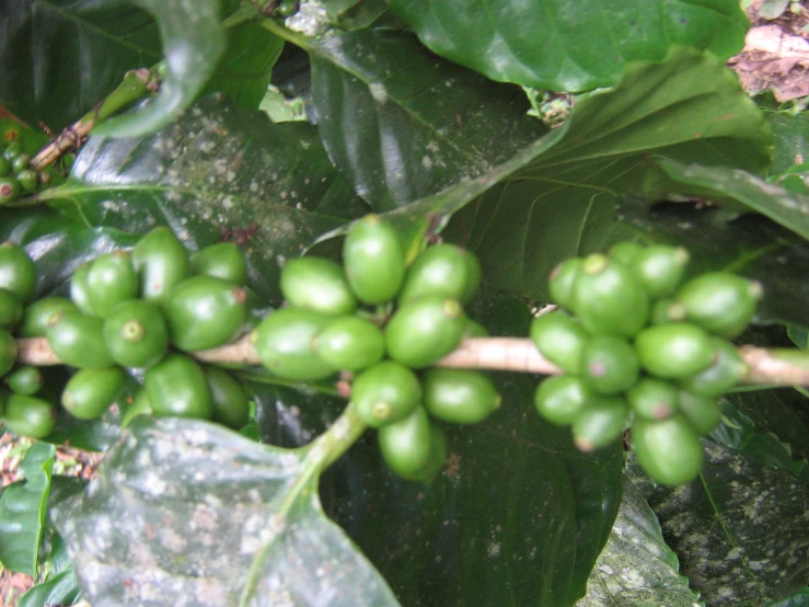 a plant with small leaves and small green fruit on it