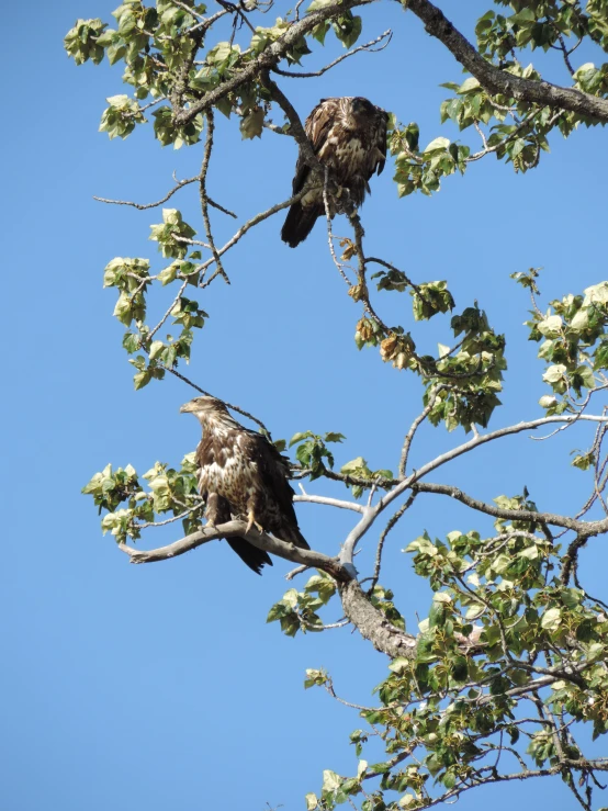 two birds perched on the nches of treetops