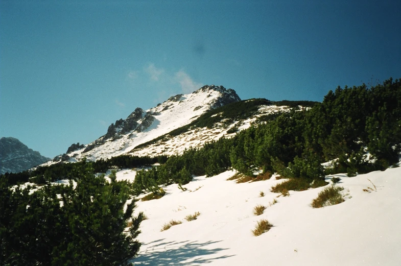 a snowy mountain with green trees in the foreground