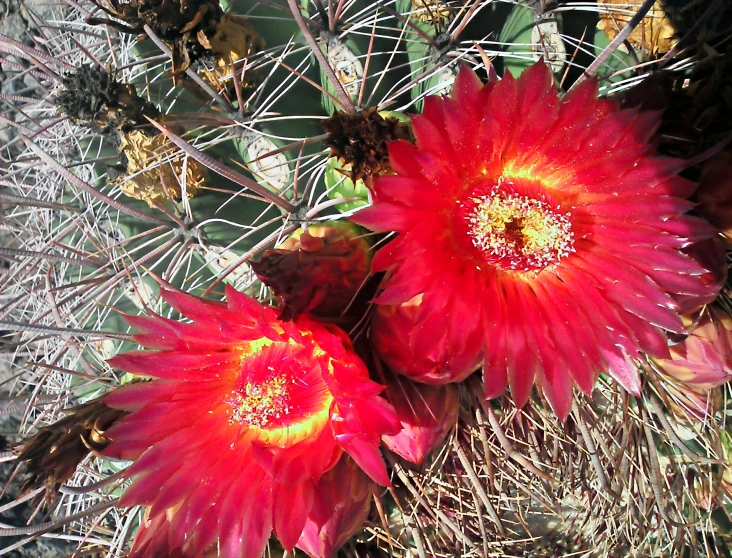 two red flowers near each other in the desert