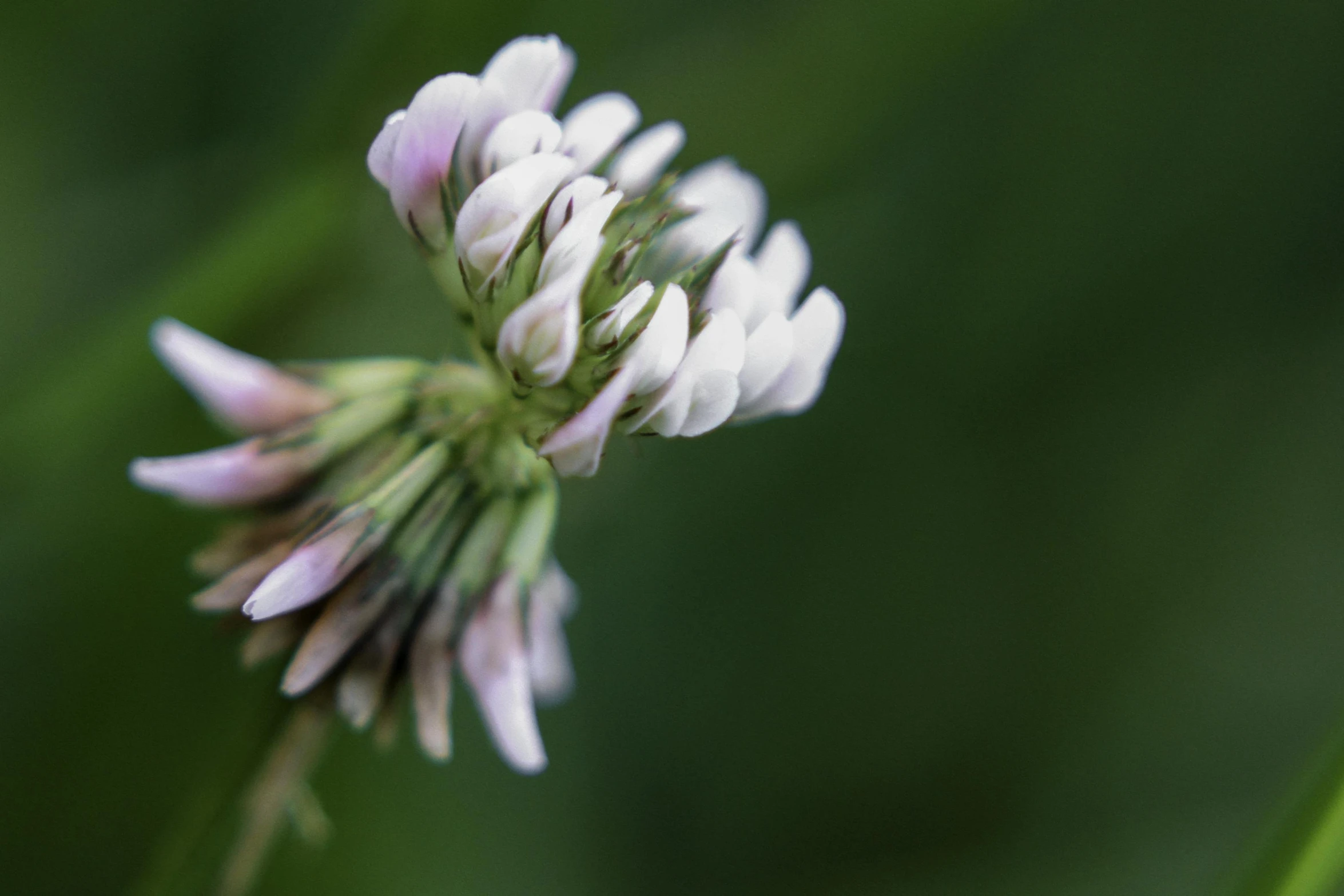 a green plant with white and purple flowers