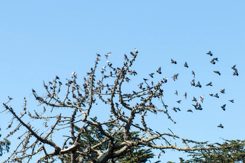 many birds are flying in the blue sky