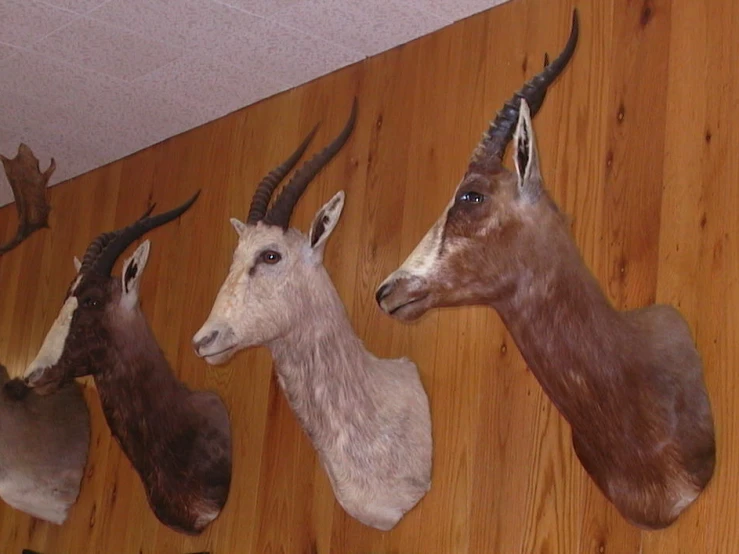 an assortment of horns and head mounted on the wall