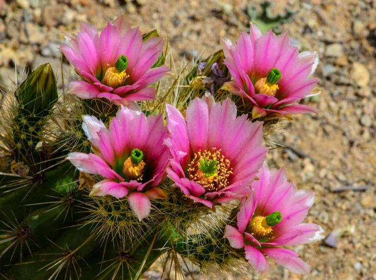 some pink flowers are growing in a cactus