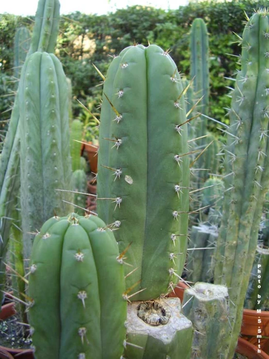 many large cactus plants in a garden