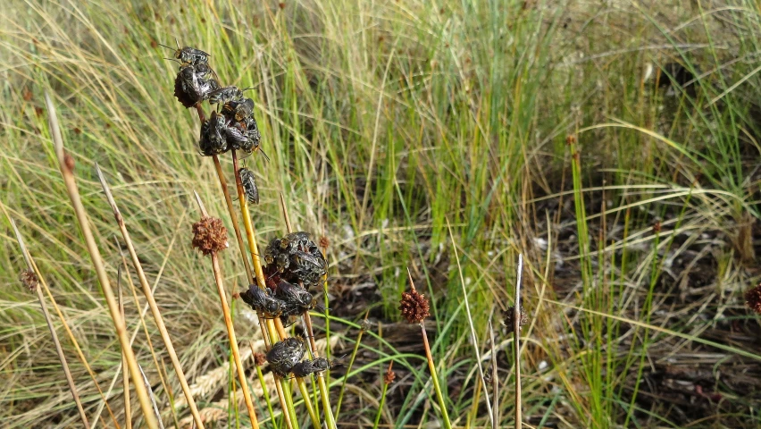 flowers in the grass near some rocks and grass