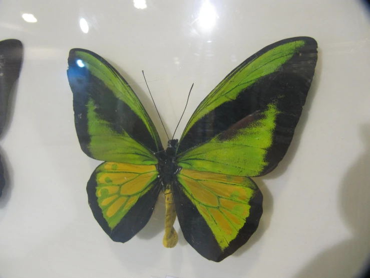 a green erfly that has yellow spots on its wings