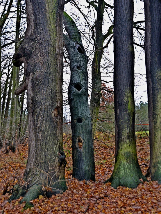 several trees stand upright in the middle of a leaf covered area