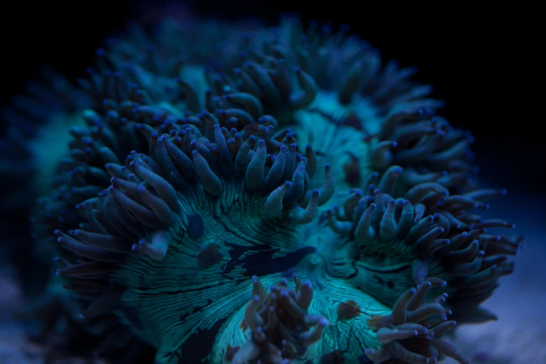 a group of blue anemonas surrounded by coral