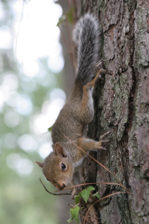 an adult squirrel climbing up the side of a tree