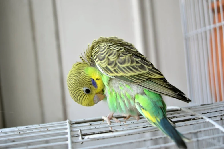 a green and yellow parakeet sitting on top of it's cage