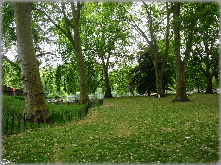 some trees sitting next to a grassy hill