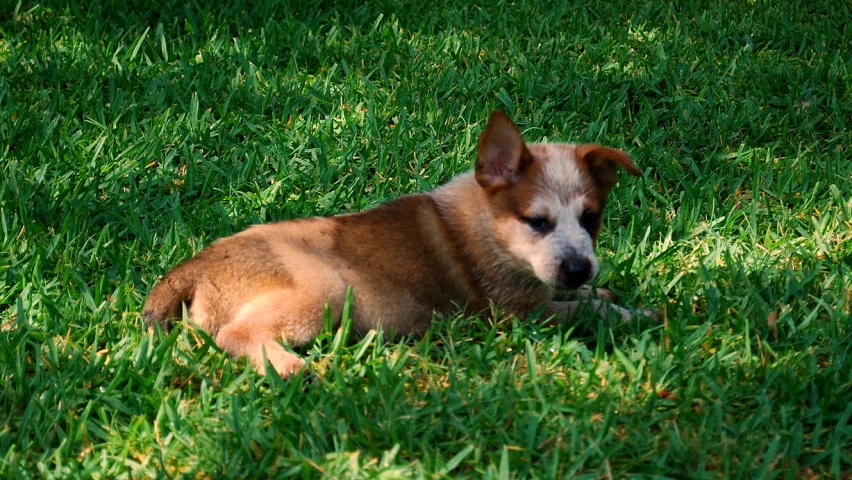 a brown dog laying in the green grass