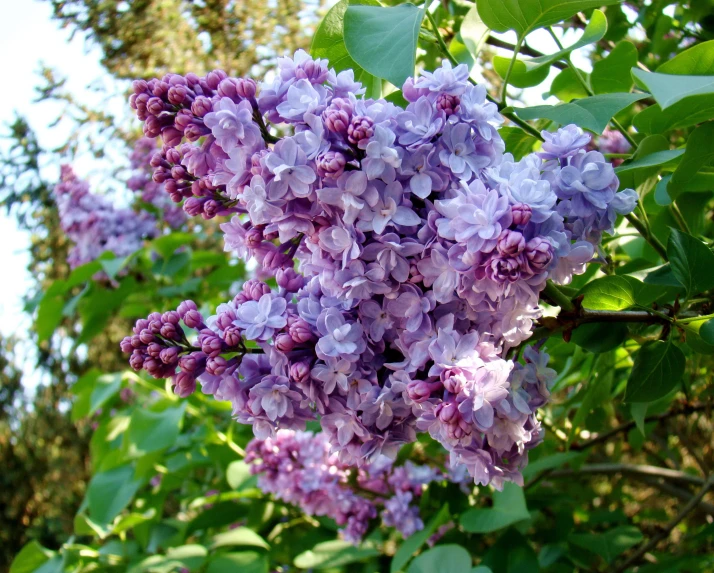 lilac flowers blooming in the sunlight on a tree