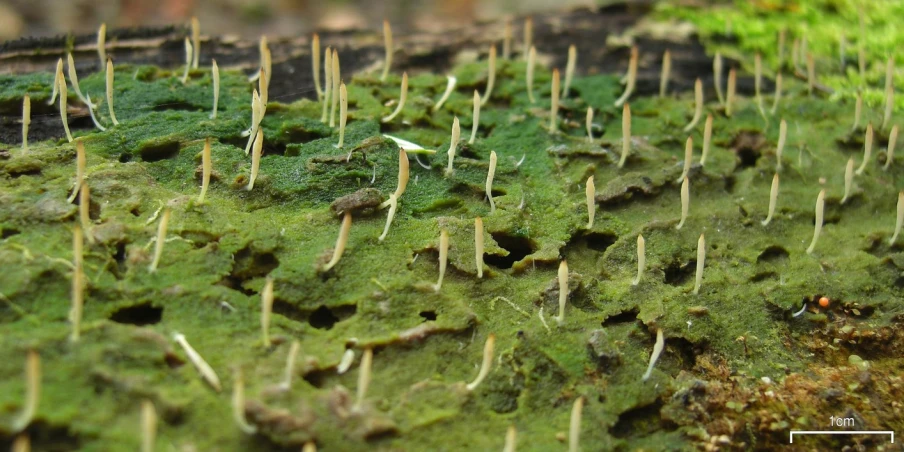 a plant growing on top of a mossy ground