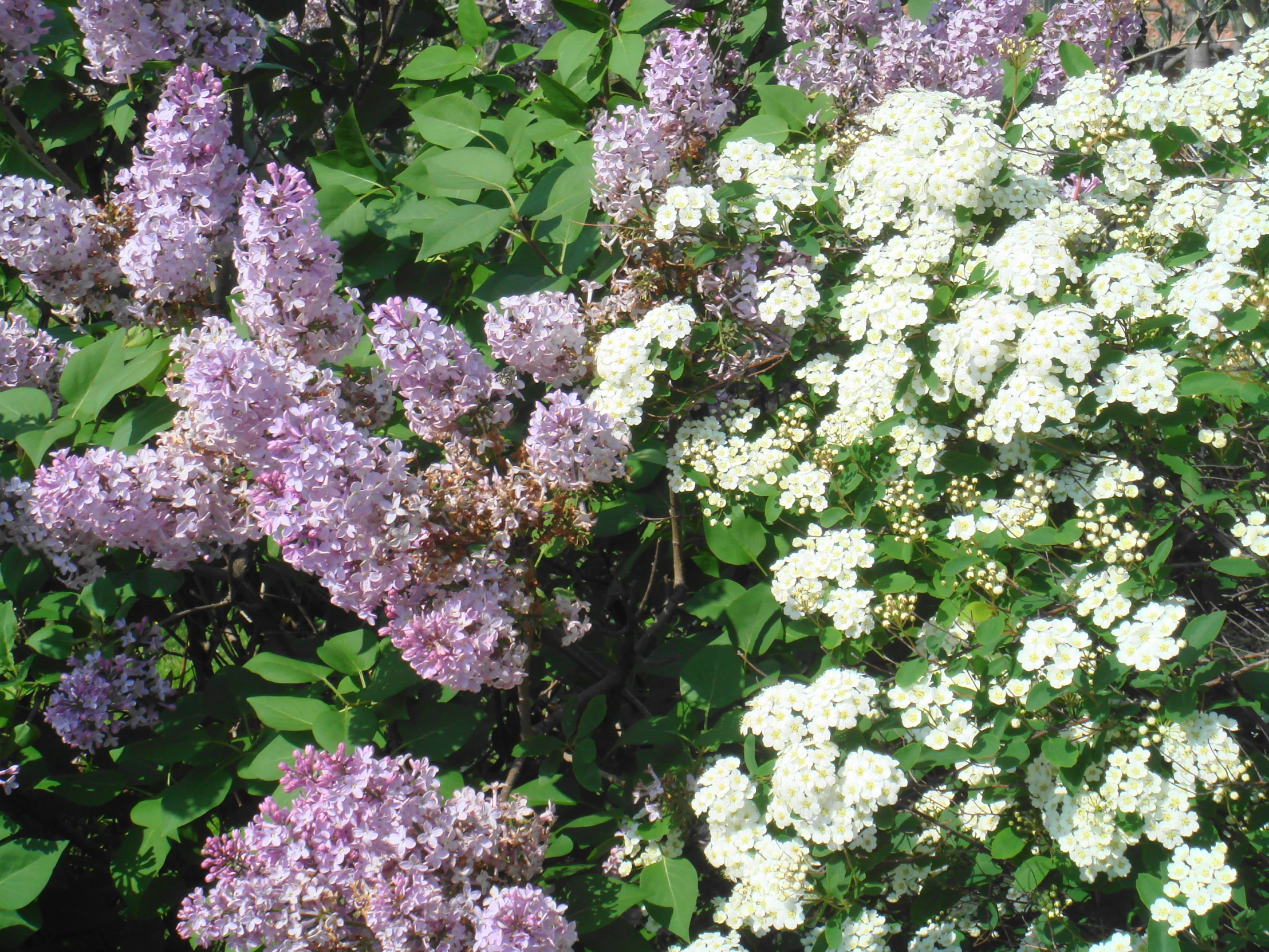flowers blooming in various white and pink colors