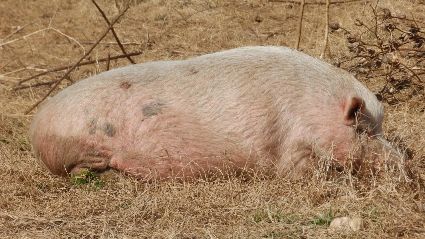 a large pig lying down in the middle of a dry grass field