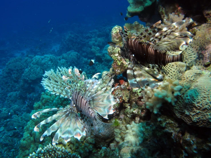 some fish are swimming over some corals