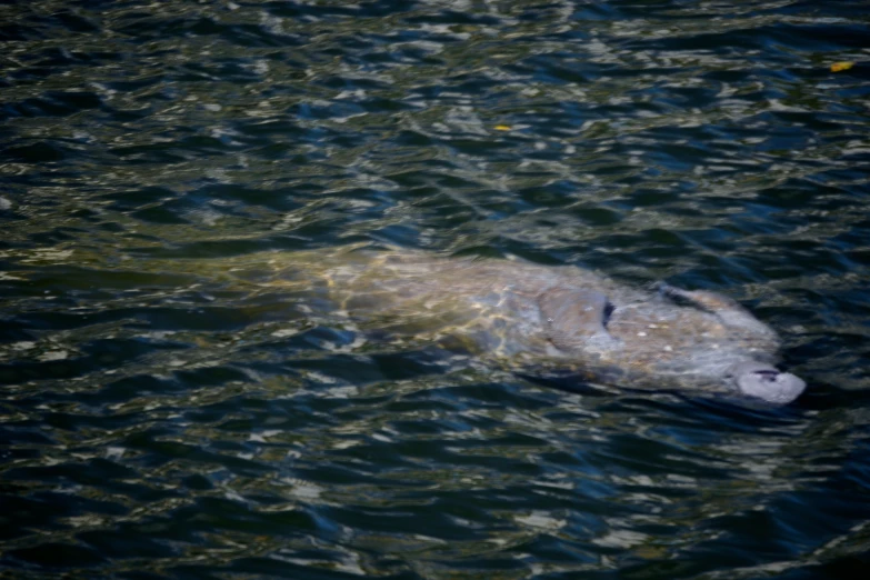 a long necked animal floating in the water