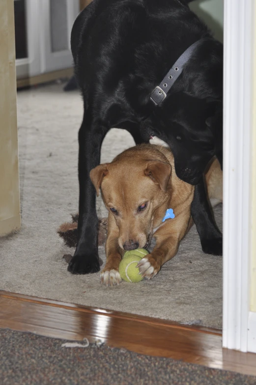 two dogs are playing with an interactive toy