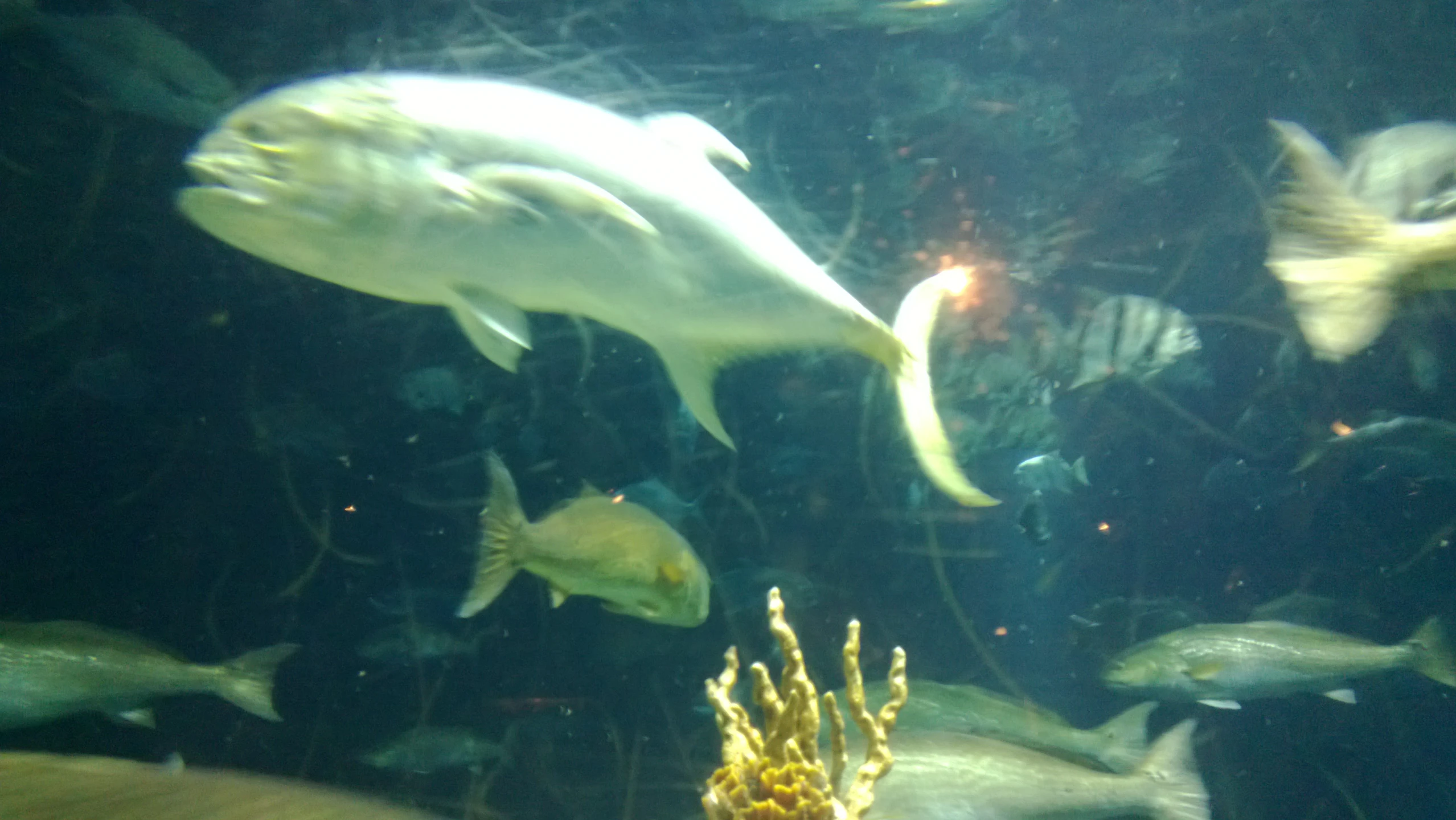 a group of fish in an aquarium next to plants and algae