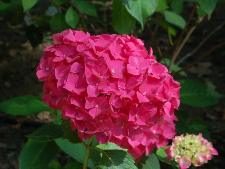 pink flowers blooming in the sun near green leaves