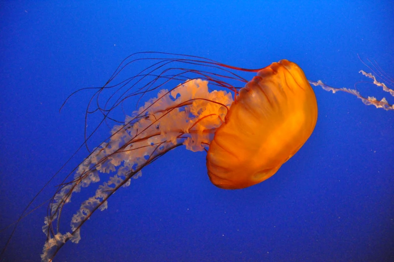 a yellow and brown jellyfish swimming on the ocean