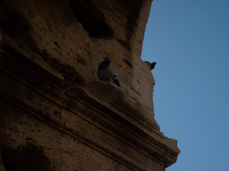 two pigeons perched on the side of a brick building