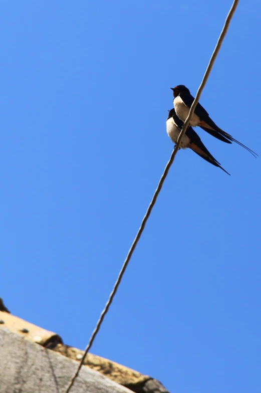 two birds perched on top of a wire against a blue sky