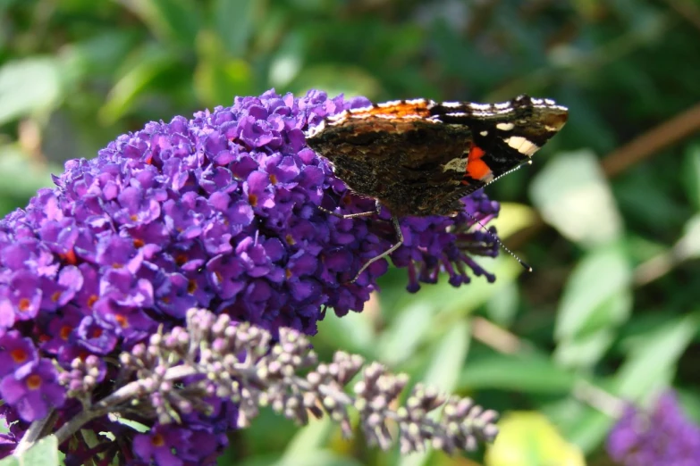 a erfly on top of a flower next to plants