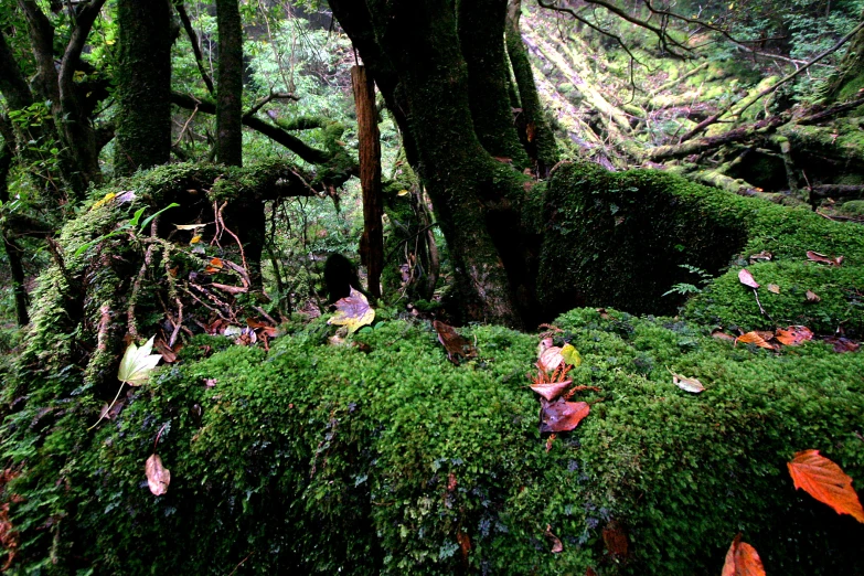 a large moss covered tree stump in the woods