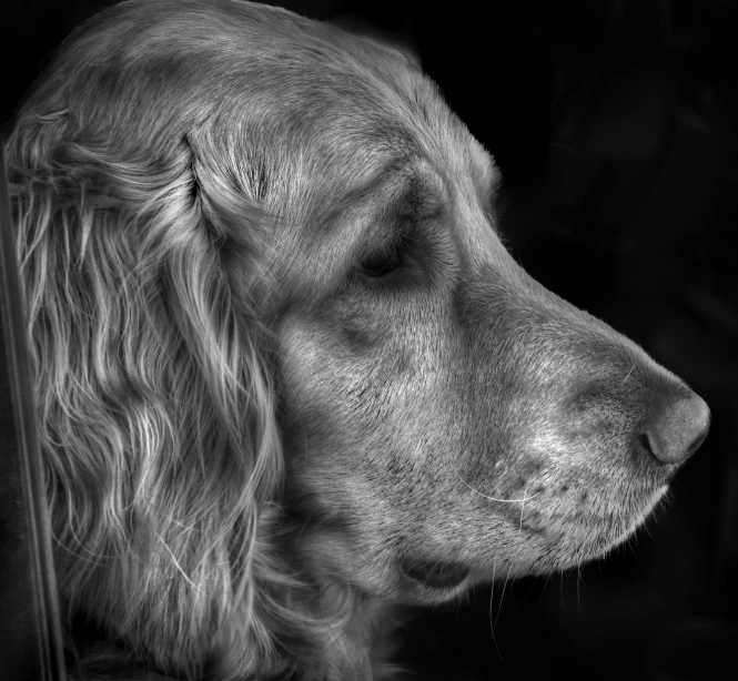 a close up picture of a dog with a long hair