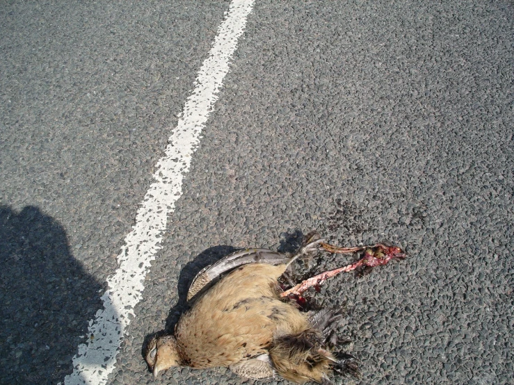 a dead cat laying on the side of the road