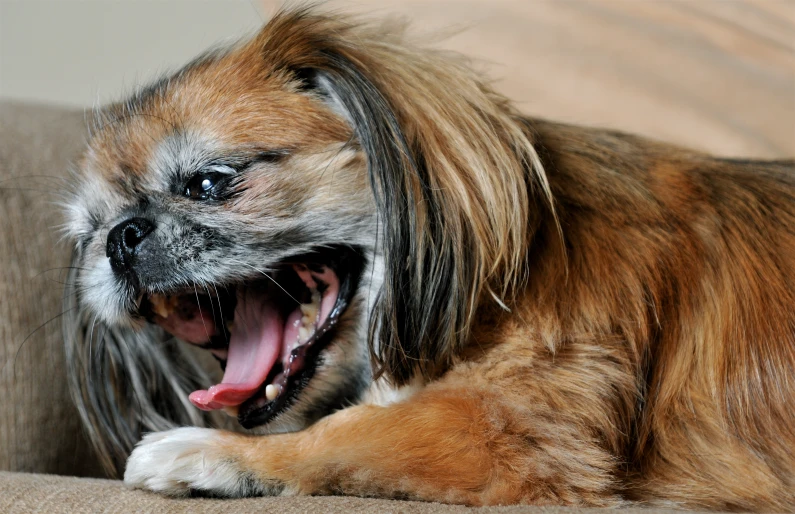 a dog has his tongue out to show off it's teeth