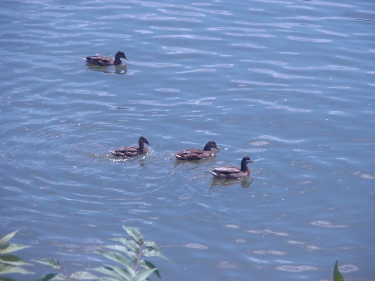 four ducks are in a body of water