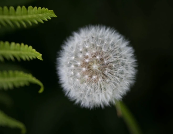 a dandelion is shown on a dark background