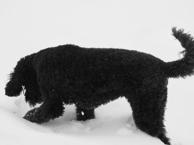 a black dog in the snow looking down at the ground