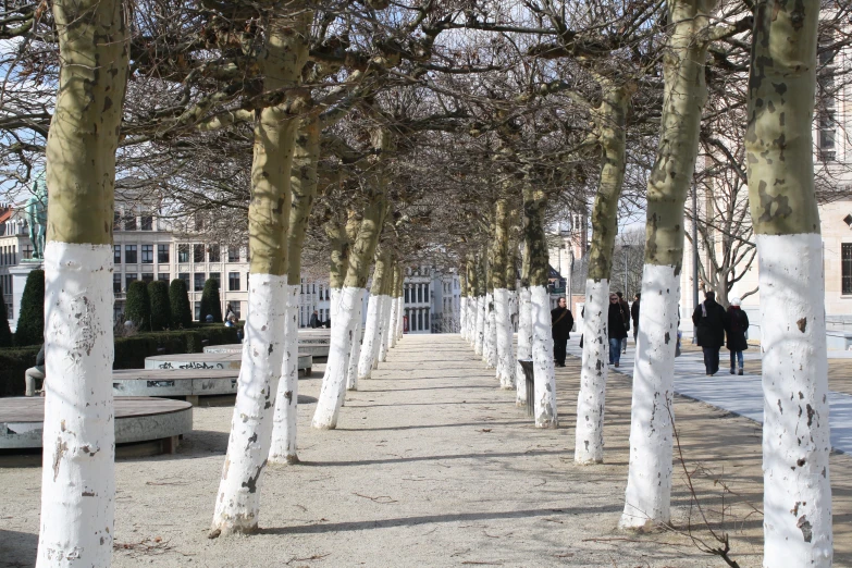 a path that has many tall white trees in it