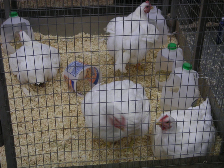 there are many white chickens in their pen