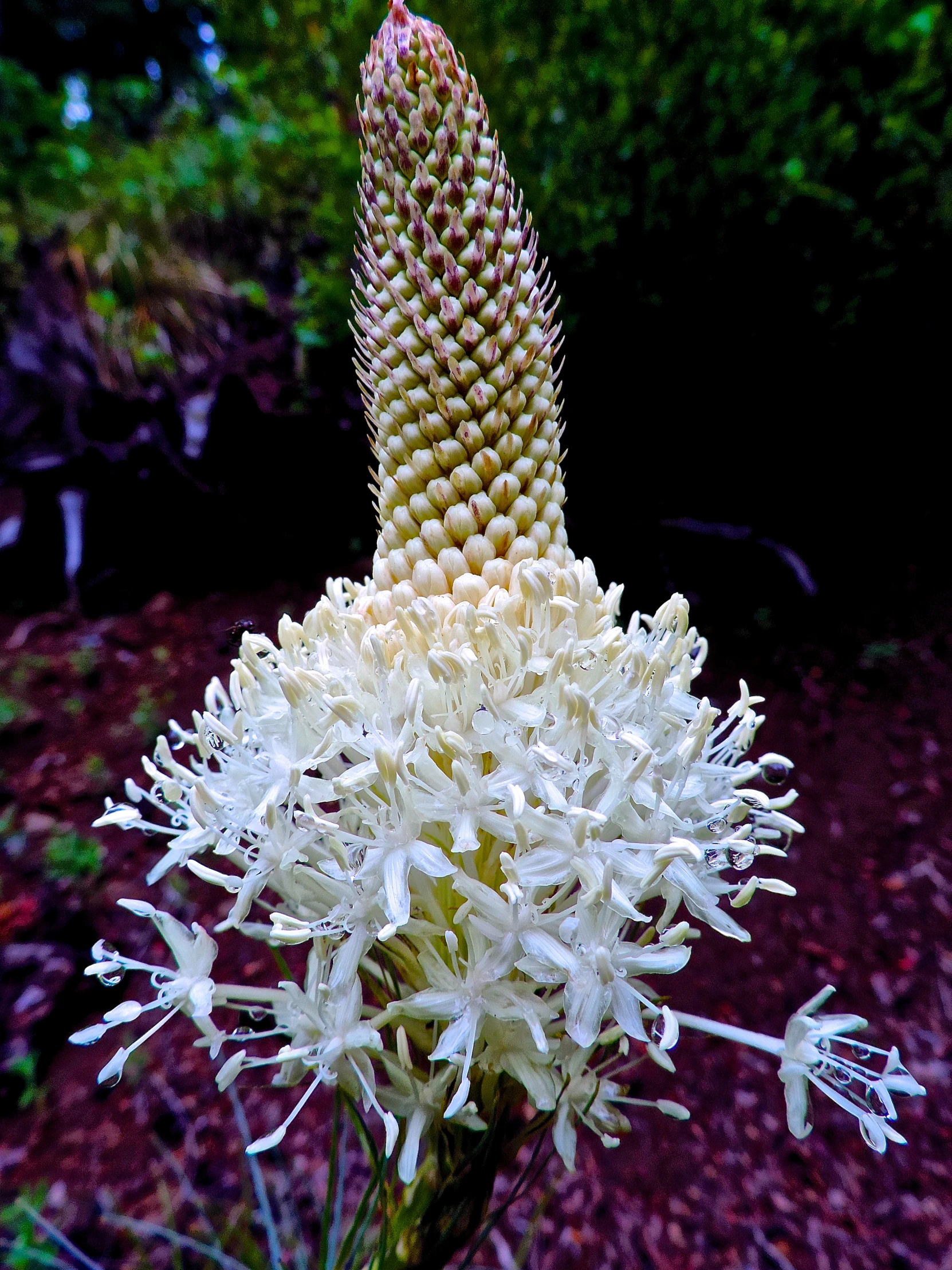 a plant that is growing next to the forest