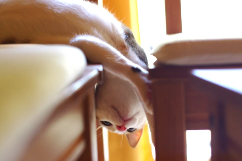 a cat is climbing on the chair to check out the furniture