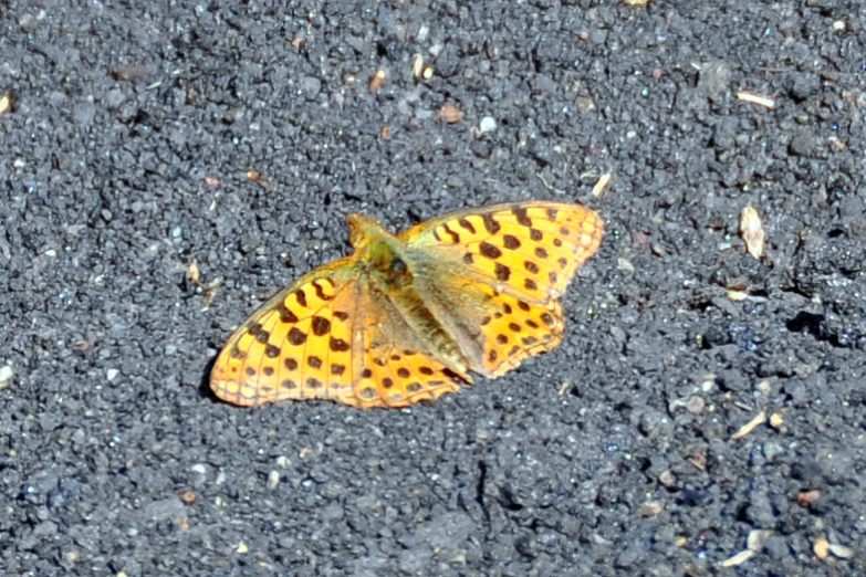 a moth is sitting on the pavement near rocks