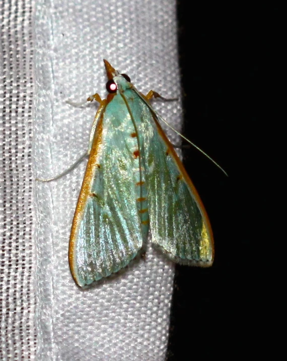 a large green erfly on white fabric
