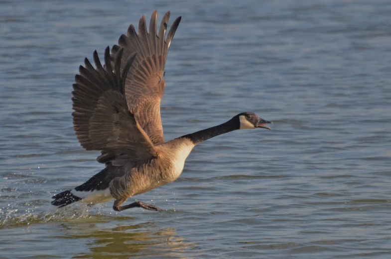 a bird flying low over the water with its wings open