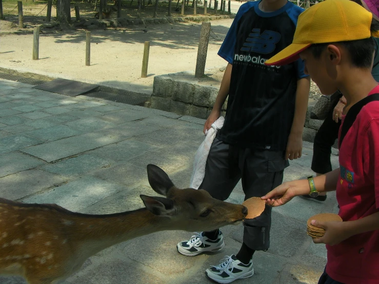 a boy feeds a deer with his mouth