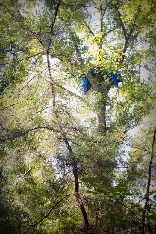 a group of blue balloons floating above a forest filled with leaves