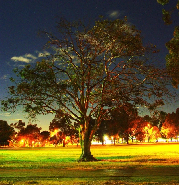 the tree in the park is illuminated by street lights